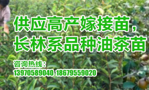 益阳长林系油茶苗产量,长林4号油茶苗多少钱