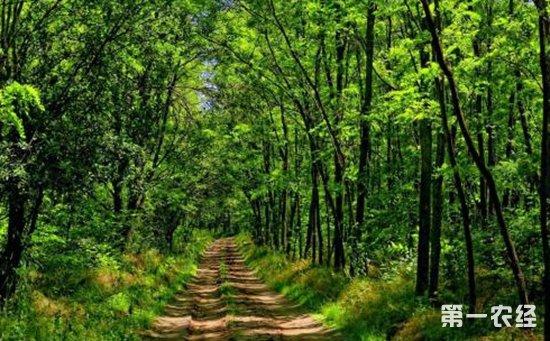 山东东营:2017年实现林业产业产值118亿元 林木育苗面积达16万亩